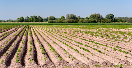 Potatofield in springtime