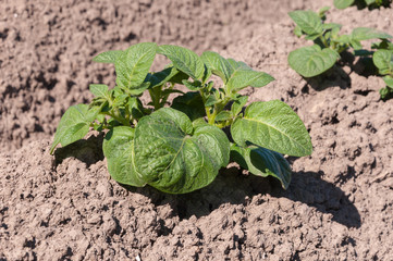 Young potato plants in sunlight