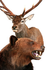 bear and deer