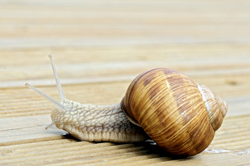 Macro snail of Burgundy (Helix pomatia) on wood plank