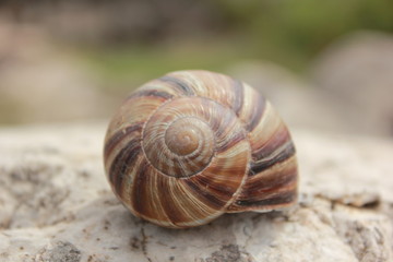 giant snail