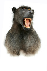 baboon