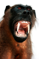 Naklejka premium baboon trophy