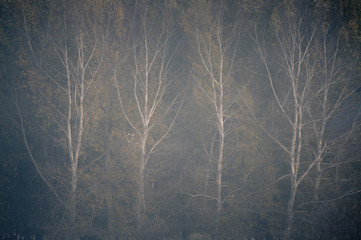 A misty morning in the woods