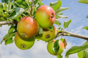 Reife Äpfel am Baum