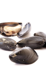 mussels - cozze