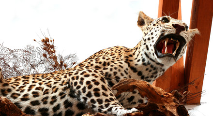 Naklejka premium Leopard objects