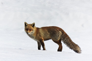 volpe rossa d'inverno