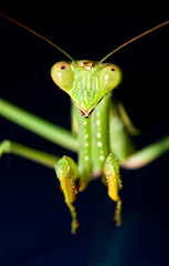 Green praying mantis