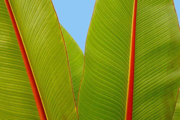 Bl&auml;tter eines Bananenbaums