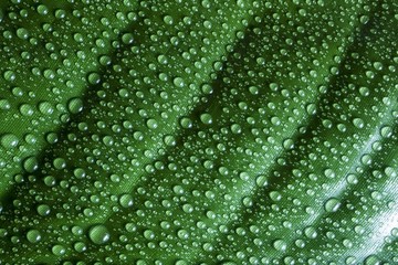detail of drops on green leaf background