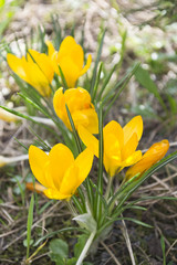 Fototapeta premium Bush of yellow crocuses