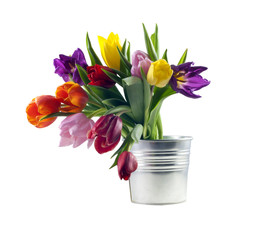 tulips in the bucket isolated