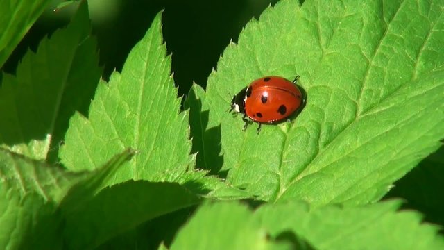 Ladybug crawling on a leaf of grass