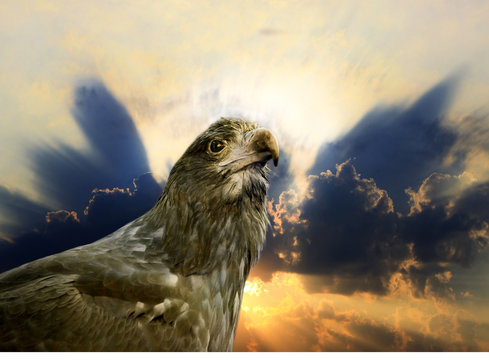 Eagle of freedom and sunset