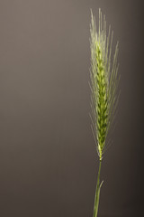 Wheat on gray
