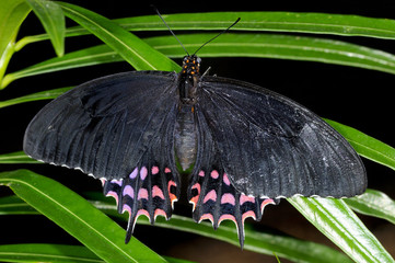 erostratus swallowtail, papilio erostratus erostratus