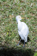 bubulcus ibis, cattle egret