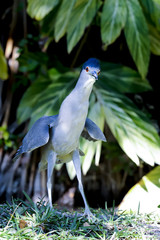 black-crowned night heron, nycticorax nycticorax