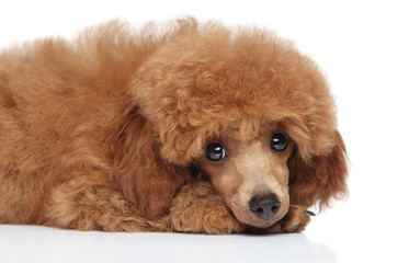 Sad Toy Poodle Puppy