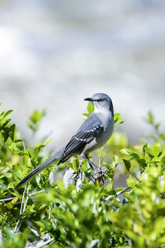 northern mockingbird, mimus polyglottos