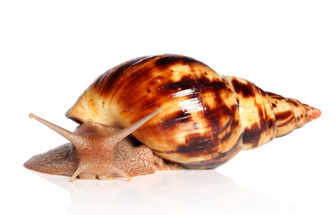 Giant African snail Achatina crawling