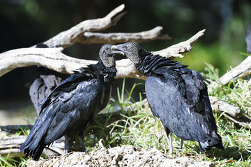 coragyps atratus, black vulture