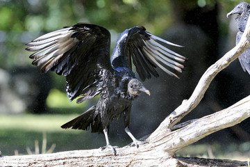 Fototapeta premium coragyps atratus, black vulture