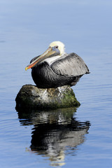 brown pelican, pelecanus occidentalis