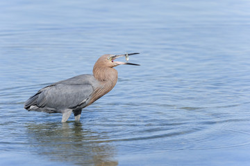 reddish egret,  egretta rufescens