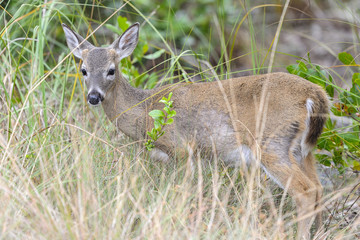 key deer, odocoileus virginianus clavium