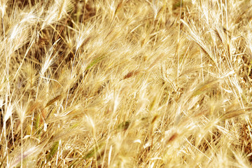 foliage scene bathed in sunshine