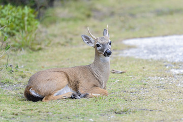 Obraz premium key deer, odocoileus virginianus clavium