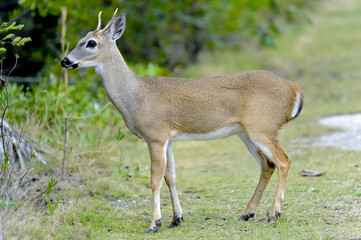 key deer, odocoileus virginianus clavium