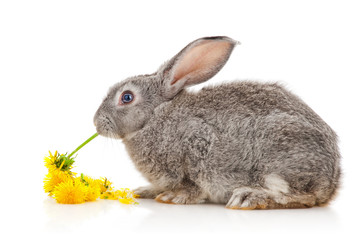 Grey rabbit eating dandelion