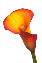 Single flower of an orange calla lily