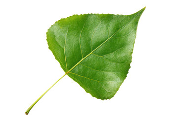 Green leaf poplar isolated on white background - obrazy, fototapety, plakaty
