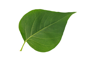 Green leaf lilac isolated on white background