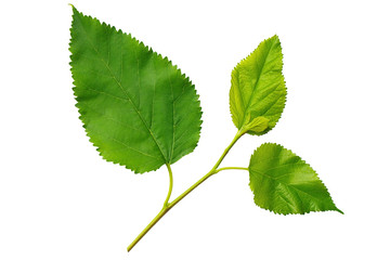 Green leaves mulberry isolated on white background
