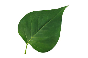 Obraz premium Green leaf lilac isolated on white background