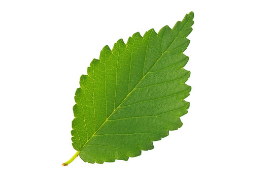 Green leaf elm isolated on white background