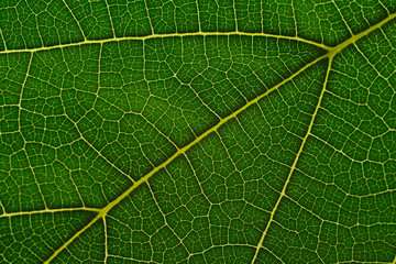 Natural background texture of green leaf closeup