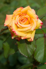 Yellow Rose