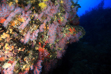 Naklejka na ściany i meble koral czerwony i morze fanów