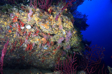corallo rosso e gorgonie © marcodeepsub
