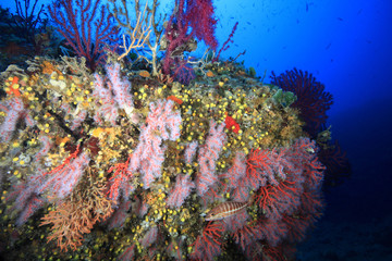 Fototapeta na wymiar corallo rosso e gorgonie