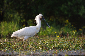 Spatuile blanche dans la jussie
