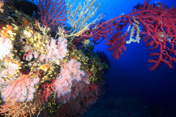 Fototapeta na wymiar koral czerwony i morze fanów