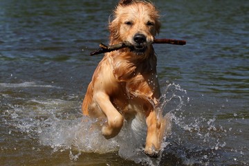 A dog running out of water.