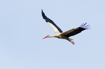 Obraz premium flying stork